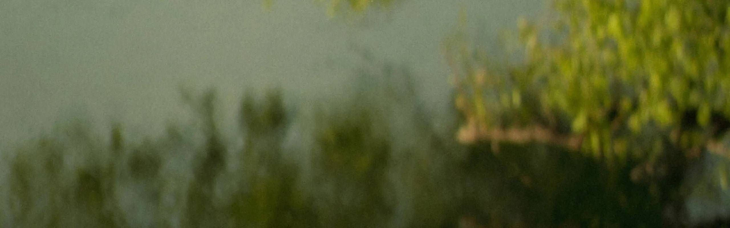 A cinematic, swampy landscape.